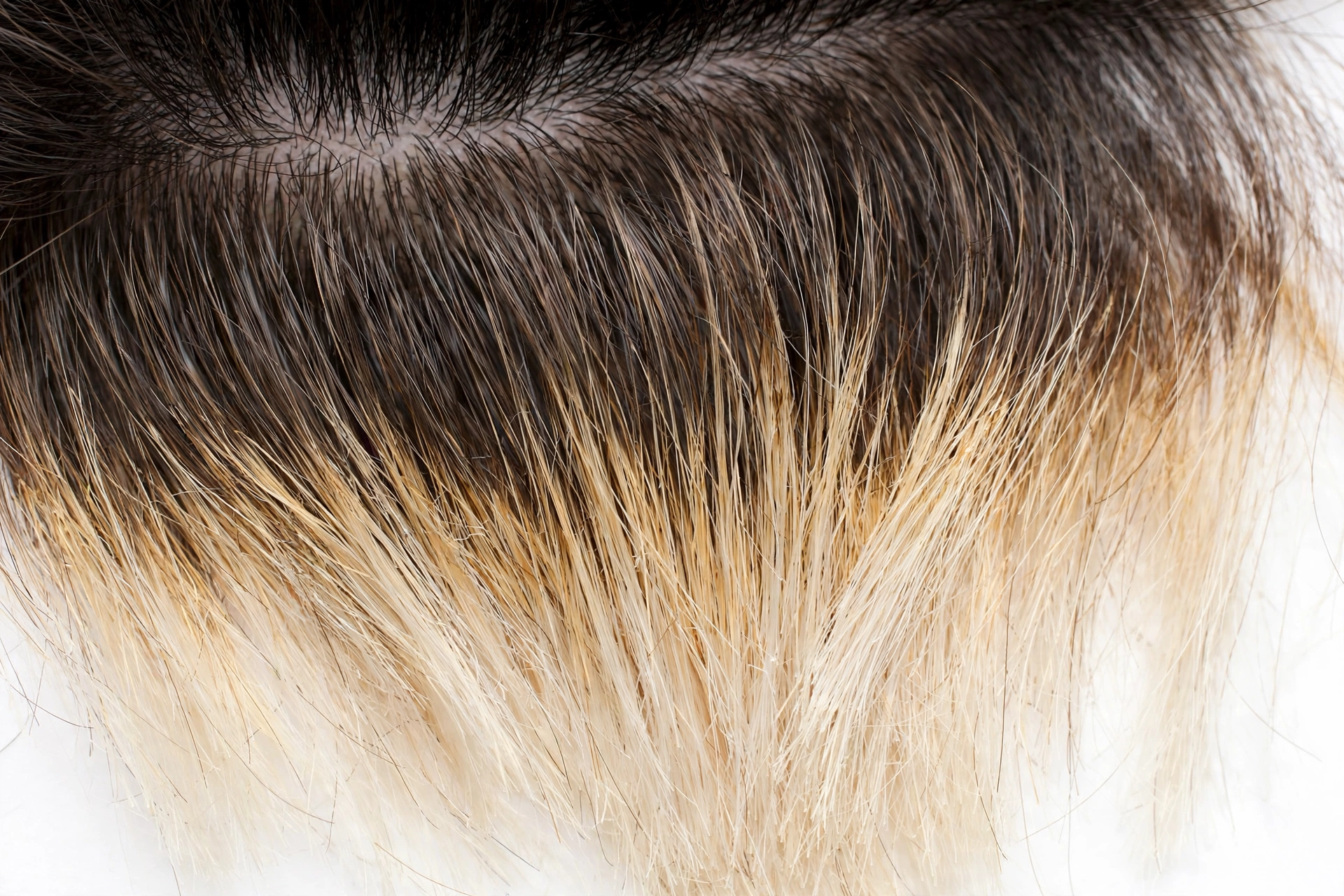 Close-up of frosted tips hair showing natural grow-out with dark roots, detail photography